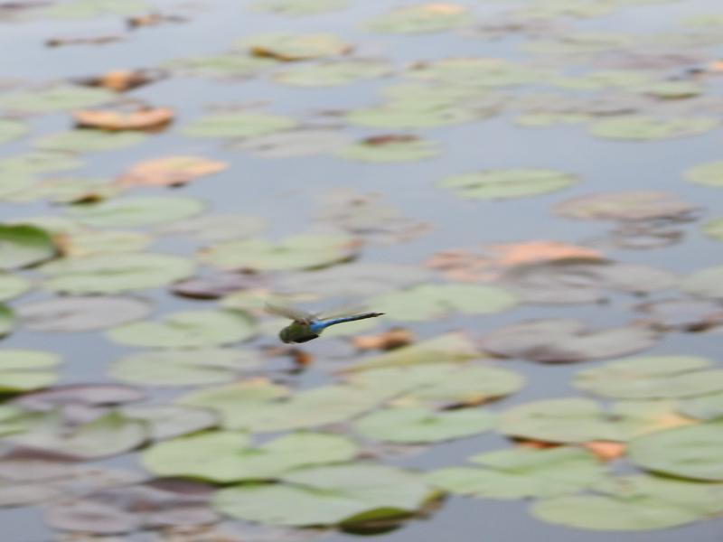 Photo of Common Green Darner