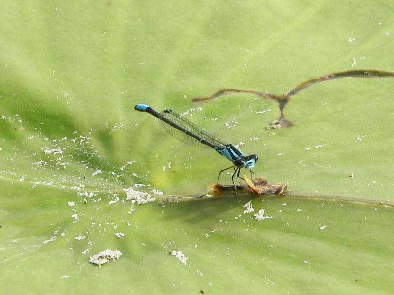 Photo of Skimming Bluet