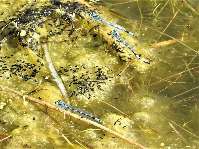 Photo of Tule Bluet
