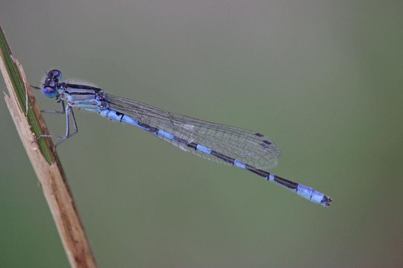 Photo of Tule Bluet