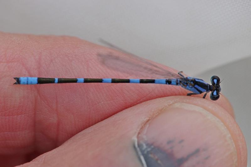 Photo of Tule Bluet