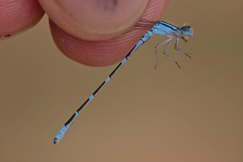 Photo of Tule Bluet