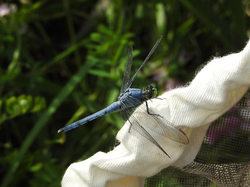 Photo of Eastern Pondhawk