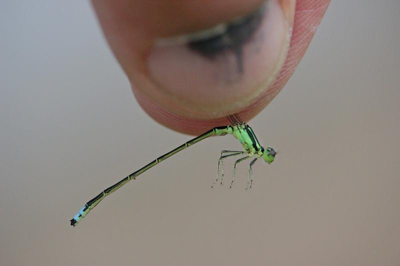 Photo of Eastern Forktail