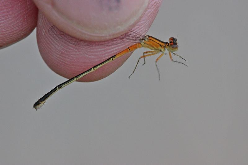 Photo of Eastern Forktail