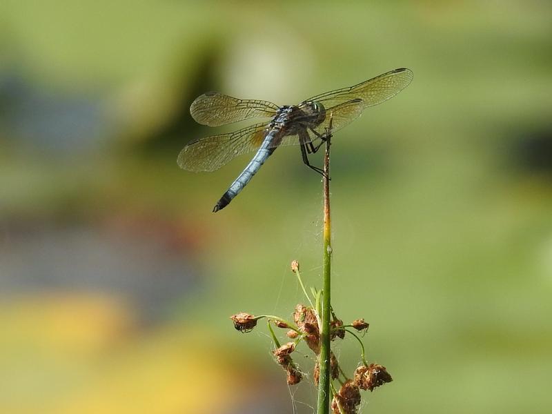 Photo of Blue Dasher
