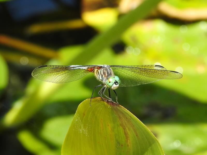 Photo of Blue Dasher