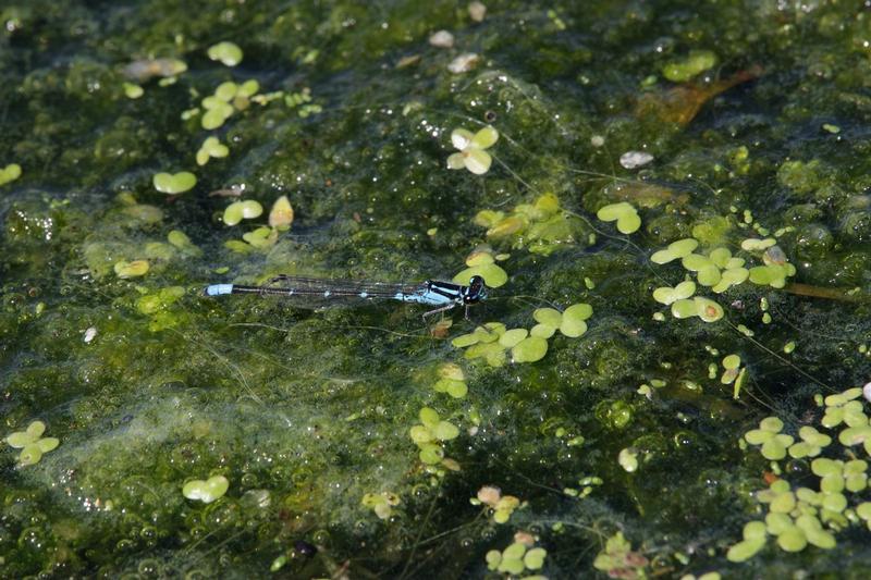 Photo of Skimming Bluet