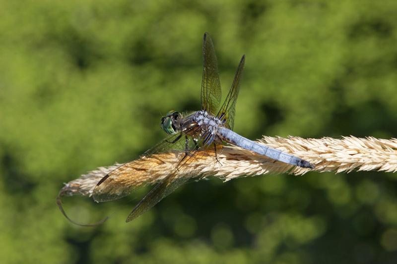 Photo of Blue Dasher
