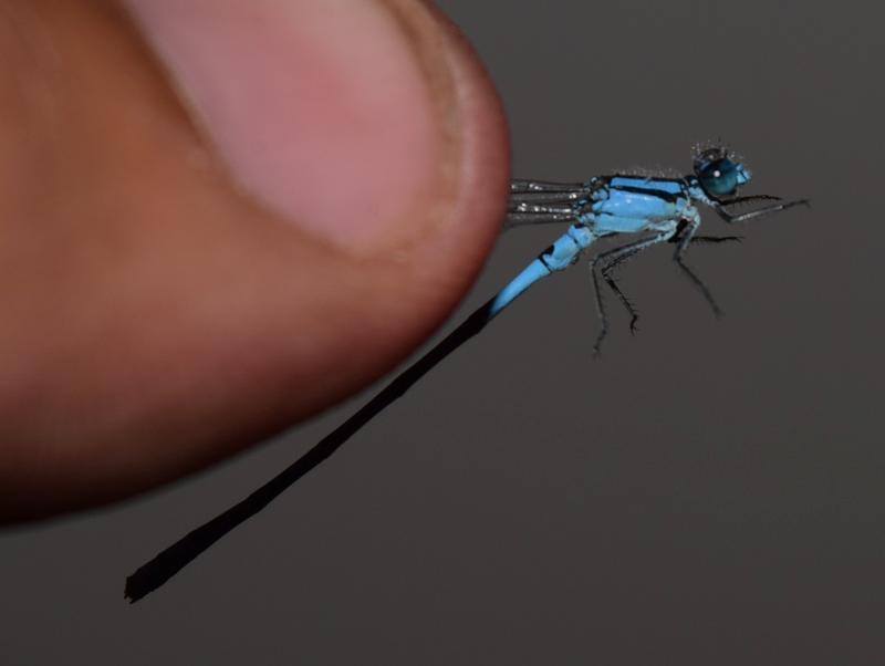 Photo of Hagen's Bluet