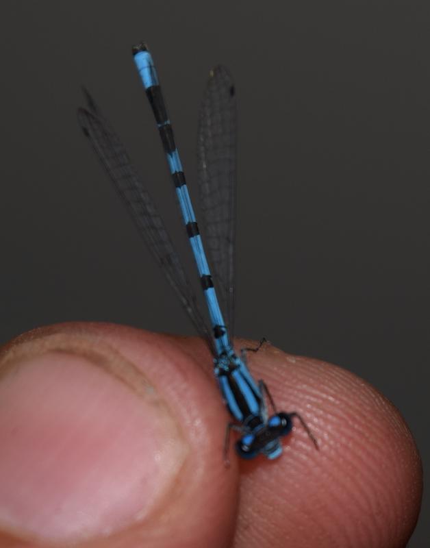 Photo of Hagen's Bluet