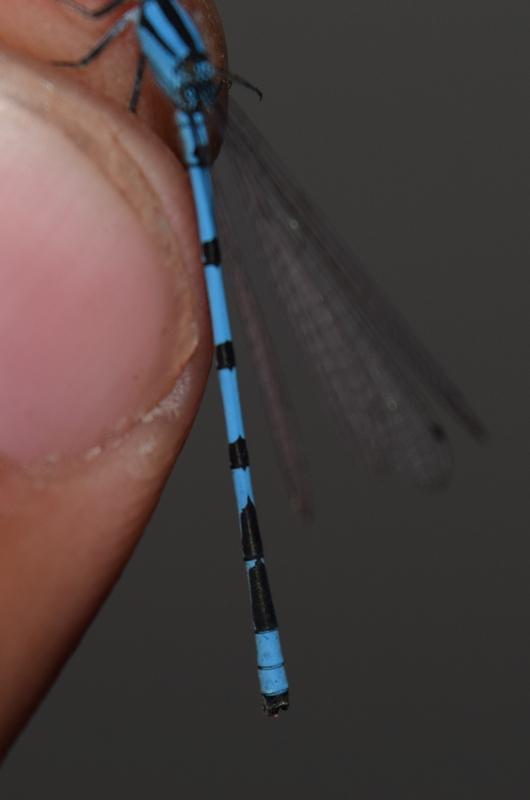 Photo of Hagen's Bluet