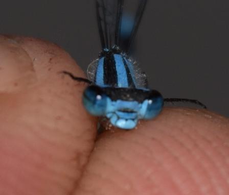 Photo of Hagen's Bluet