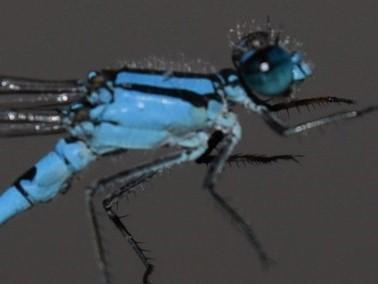 Photo of Hagen's Bluet