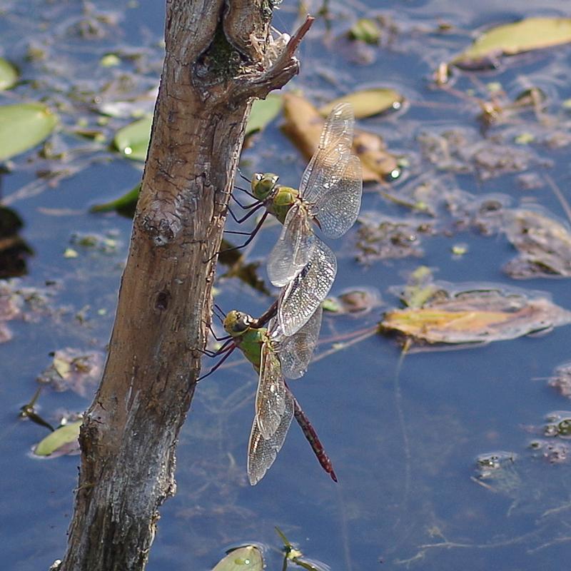 Photo of Common Green Darner