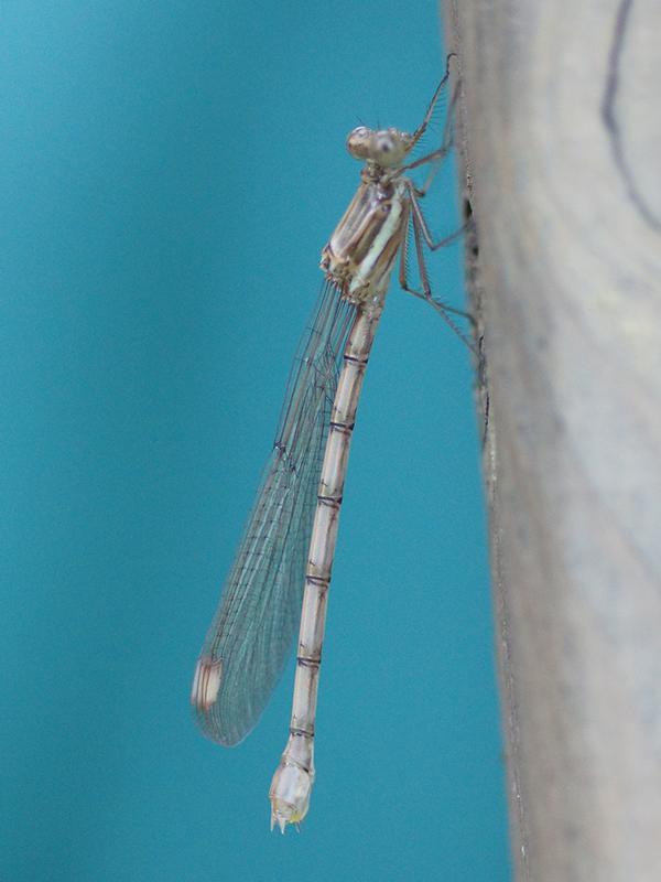 Photo of Great Spreadwing