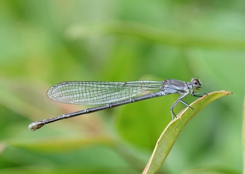 Photo of Powdered Dancer