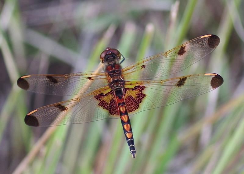 Photo of Calico Pennant