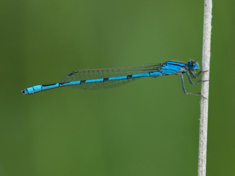 Photo of Familiar Bluet