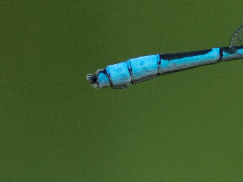 Photo of Familiar Bluet