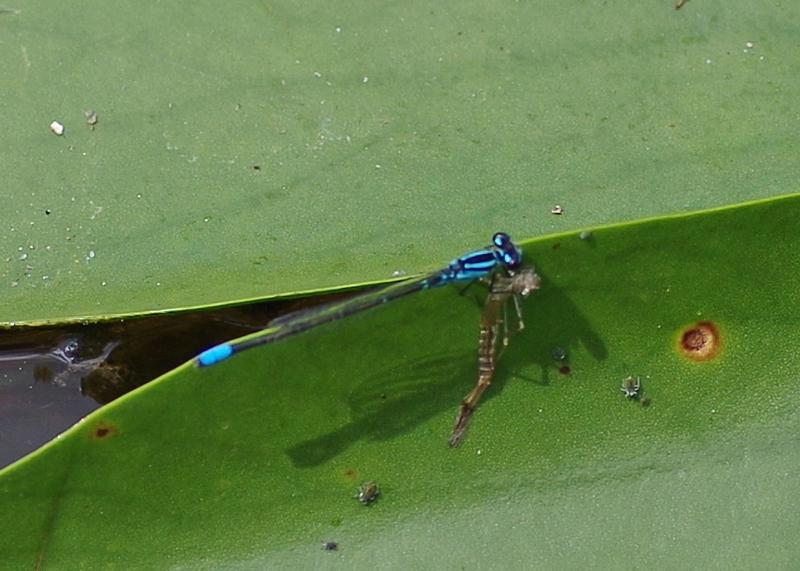 Photo of Skimming Bluet