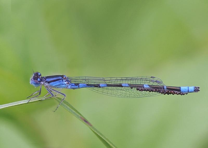 Photo of Tule Bluet