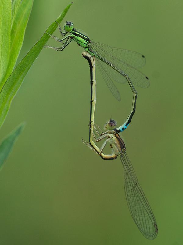 Photo of Eastern Forktail