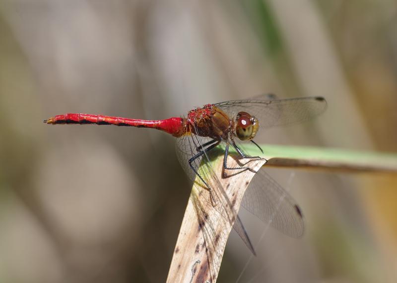 Photo of Ruby Meadowhawk