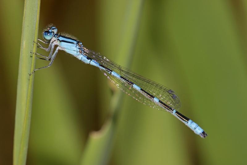 Photo of Tule Bluet