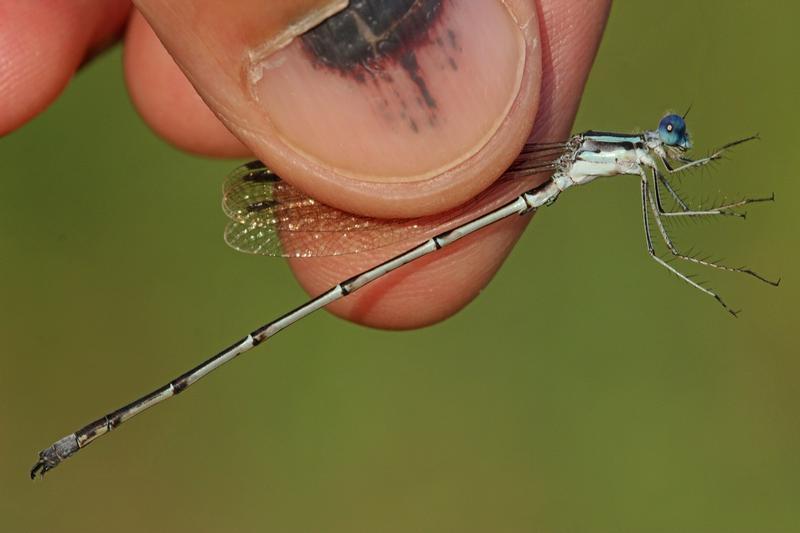 Photo of Slender Spreadwing