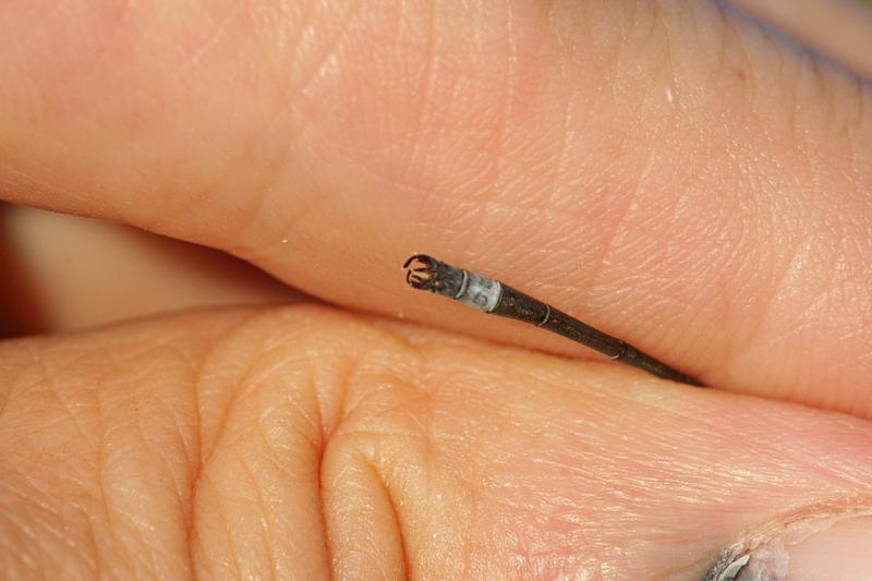 Photo of Slender Spreadwing