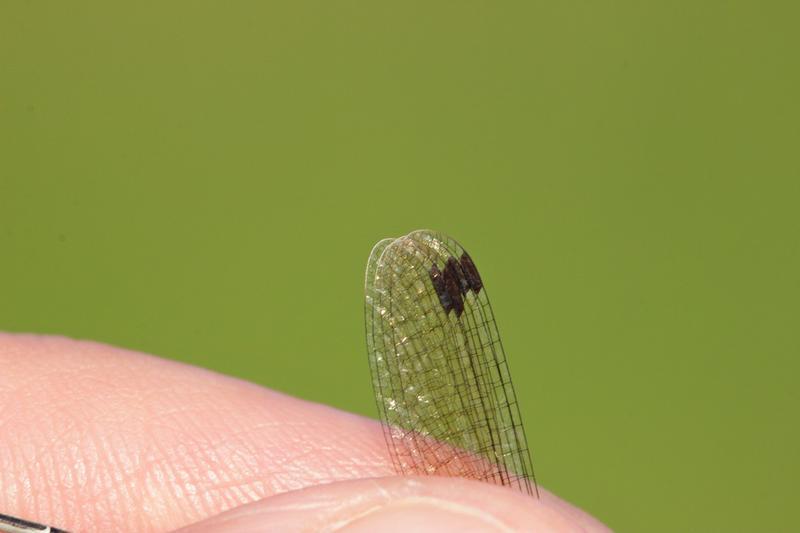 Photo of Slender Spreadwing