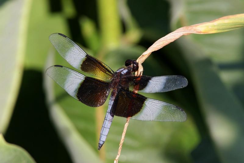 Photo of Widow Skimmer