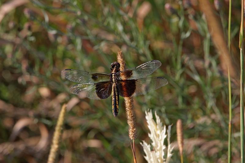 Photo of Widow Skimmer