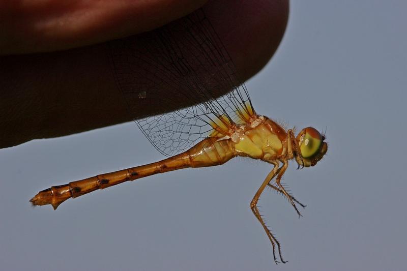 Photo of Autumn Meadowhawk