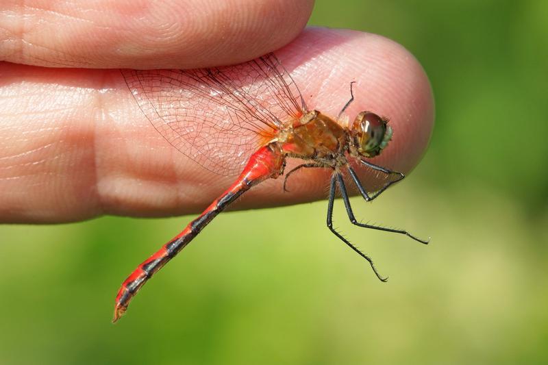 Photo of White-faced Meadowhawk