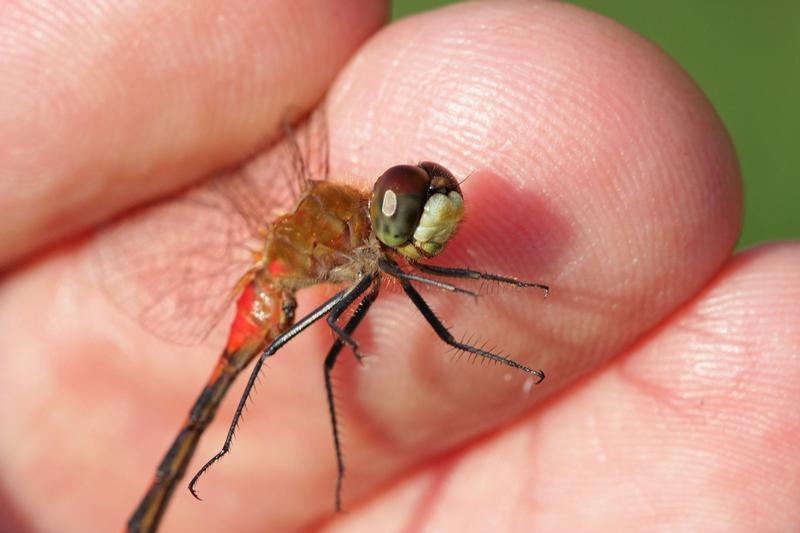 Photo of White-faced Meadowhawk