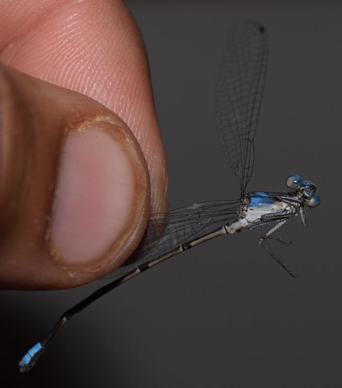 Photo of Blue-fronted Dancer