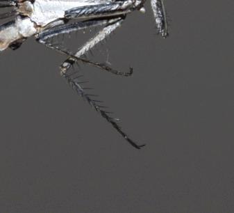 Photo of Blue-fronted Dancer