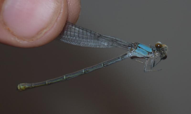 Photo of Blue-tipped Dancer