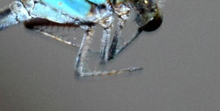 Photo of Blue-tipped Dancer