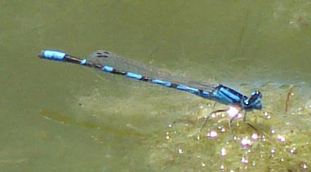 Photo of Boreal Bluet