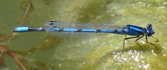 Photo of Familiar Bluet