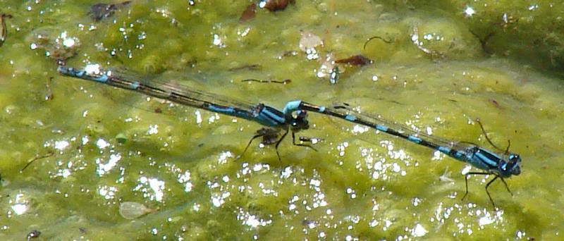 Photo of Tule Bluet