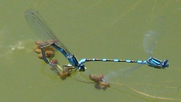 Photo of Tule Bluet