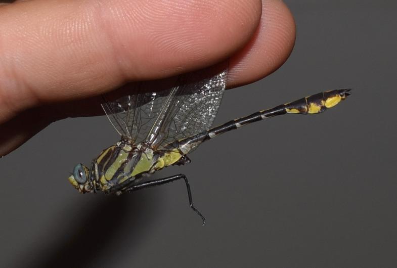 Photo of Plains Clubtail