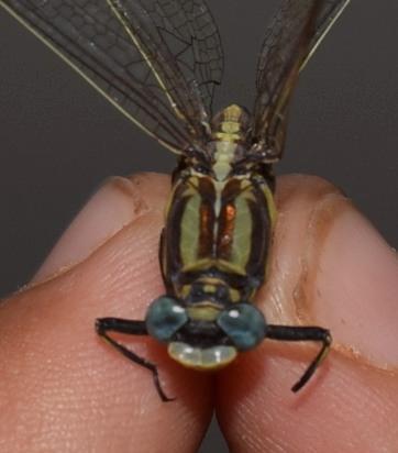 Photo of Plains Clubtail