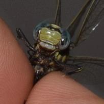 Photo of Plains Clubtail