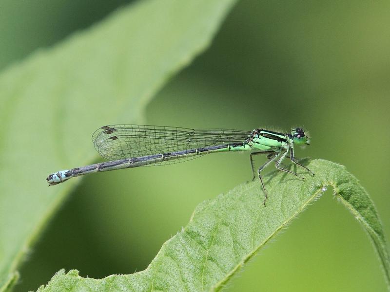 Photo of Eastern Forktail