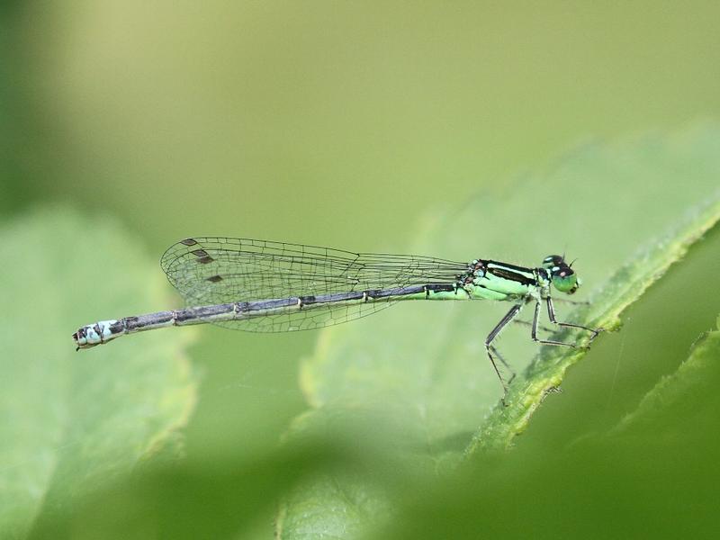 Photo of Eastern Forktail